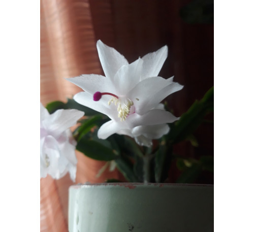 Шлюмбергера усічена (Schlumbergera truncatus)  White